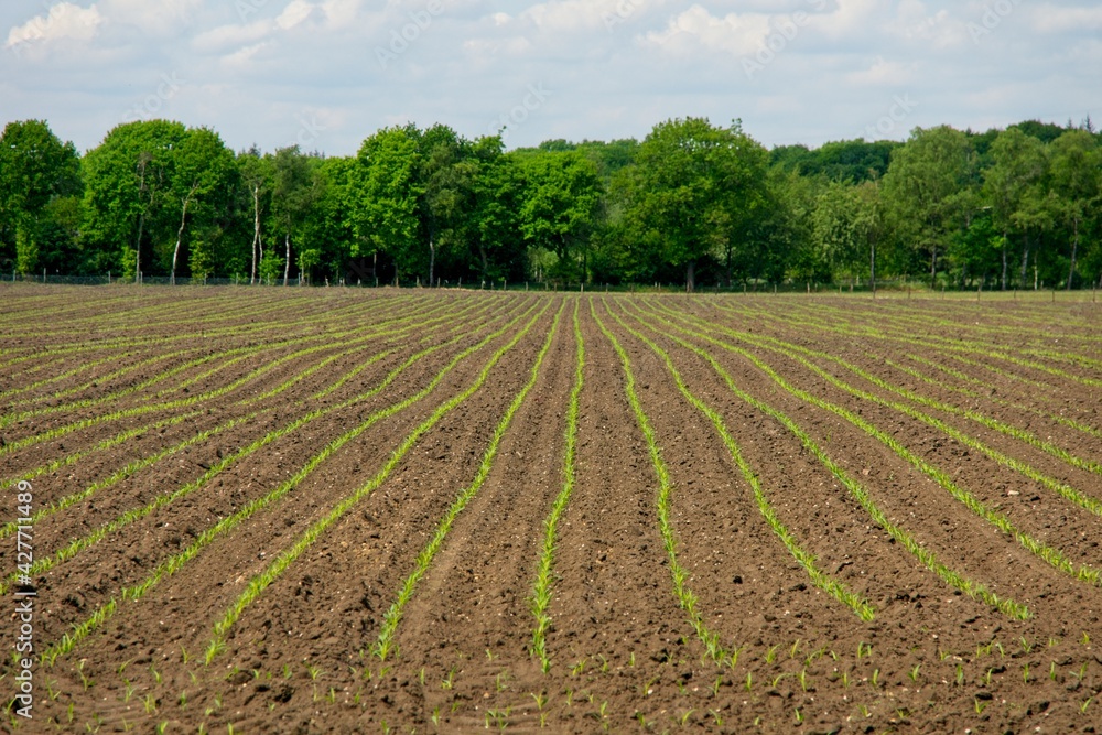Field with young corn maize plants
