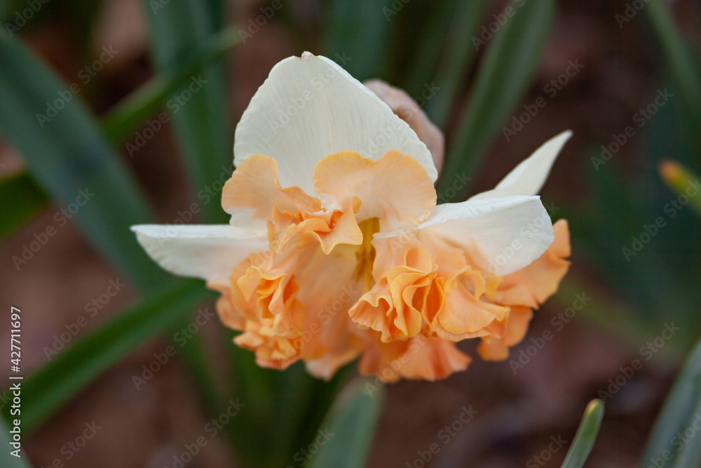 Fototapeta premium daffodil frilly
