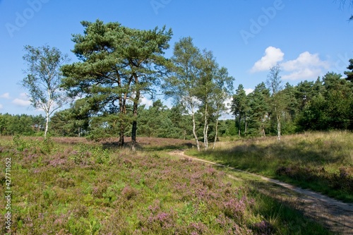 Hiking trail on Ede Heath in Veluwe the Netherlands