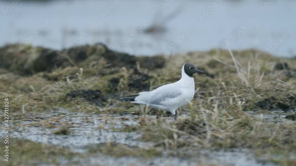 Black-headed gull walking in the field looking for food eating spring migration Black-headed gull walking in the field looking for food eating spring migration