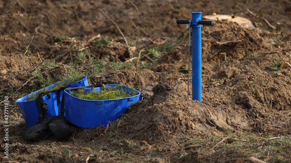 Planting spruce seedlings in good weather in the forest Planting spruce seedlings in good weather in the forest