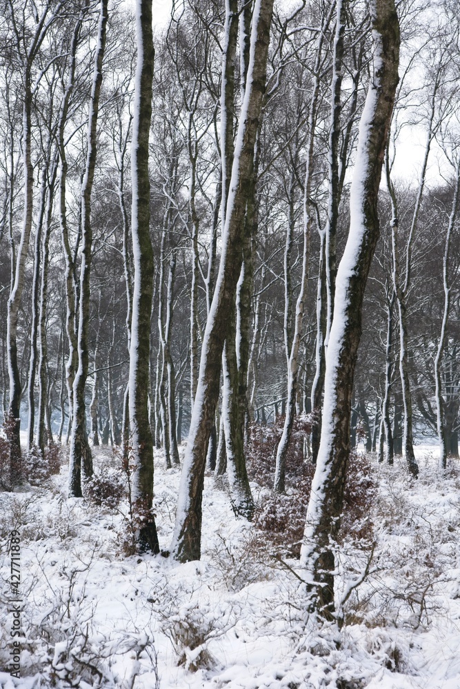 Winter in National Park de Hoge Veluwe in the Netherlands