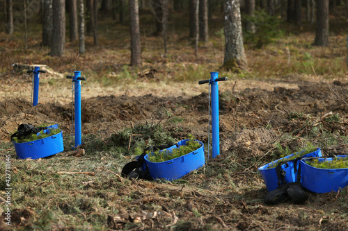 Planting spruce seedlings in good weather in the forest
