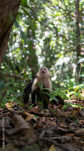 Rare photo I took whilst in Costa Rica. I came across a group of monkeys who were very photogenic!