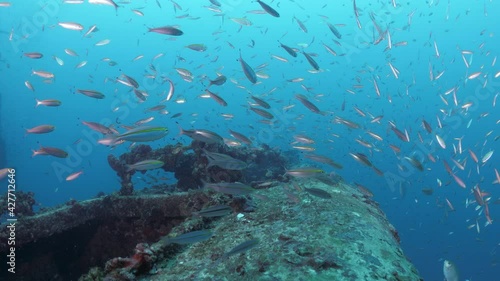 Underwater footage of a colourful sunken shipwreck with schools of fish swimming above the rusted metal of the artificial reef for scuba divers photo