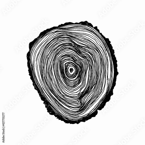 Wooden cross section. Vector wood texture wavy ring pattern of a slice of wood. A wooden stump in shades of grey is isolated on white. Vector illustration. Cross-section tree background