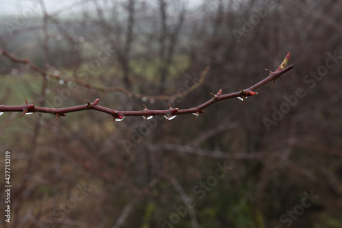 Shot of the moisture drops on a rosehip branch after rain in the woods. photo