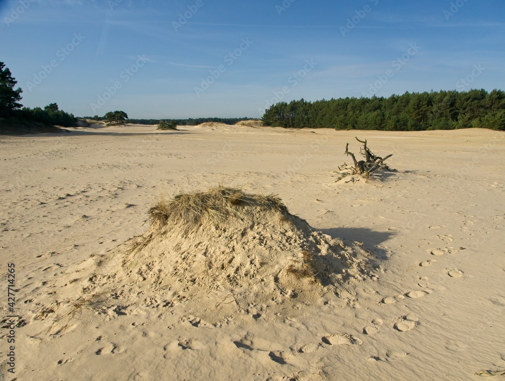 Obraz premium Nature Reserve Hulshorsterzand on the Veluwe in the Netherlands