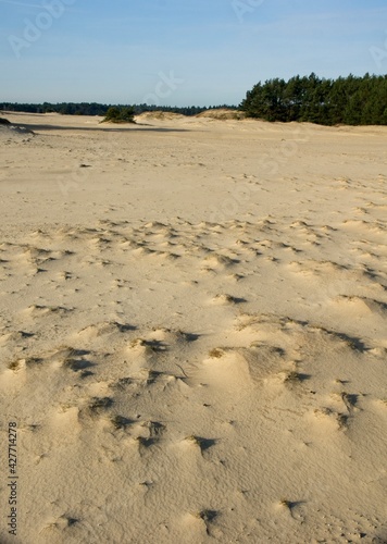 Nature Reserve Hulshorsterzand on the Veluwe in the Netherlands