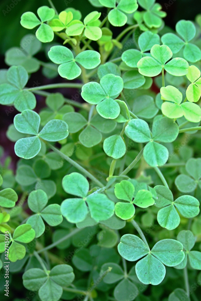 clover clover