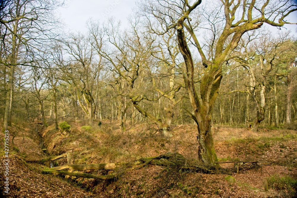 Old oak trees at Nature Reserve Wolfheze on the Veluwe in the Netherlands