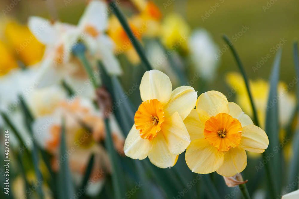 Obraz premium daffodils in spring