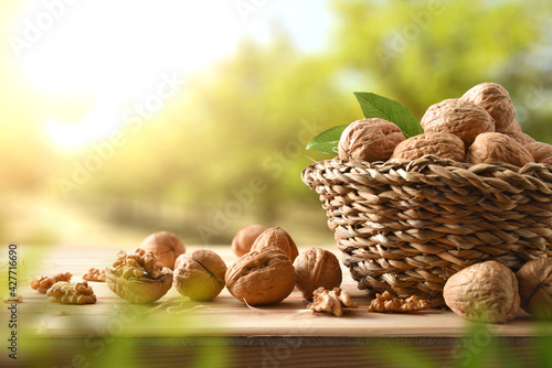 Basket full of walnuts on table in walnut field photo