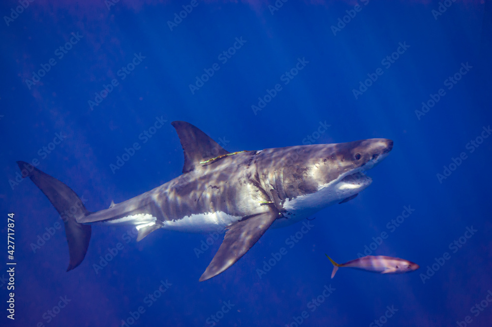 Fototapeta premium great white shark