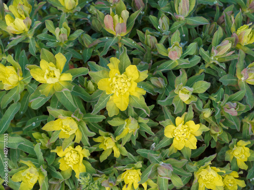 (Euphorbia polychroma) Euphorbe polychrome ou euphorbe dorée à fleurs aux bractées jaune-vert lumineuses sur tiges velues portant des feuilles obovales, soyeuses, vert-bleuté teintées de pourpre