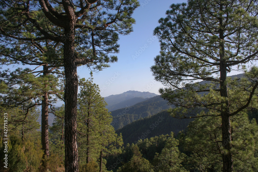 Bosque de Pinos en la Isla de La Palma