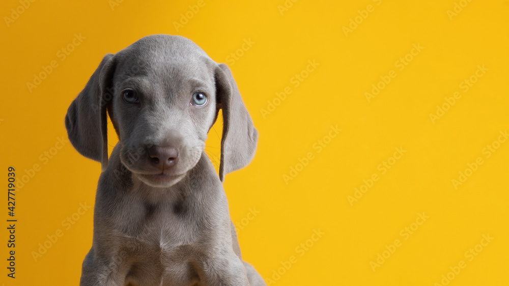 Lindo cachorro de weimar weimaraner ojos azules gris mirando a la cámara sentado sobre un fondo