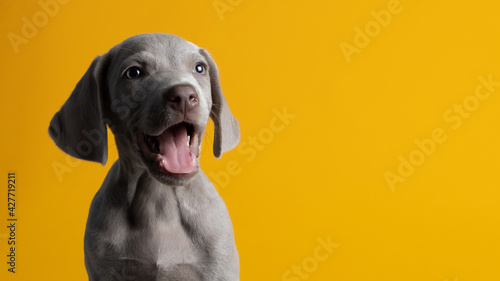 Lindo cachorro braco de weimar weimaraner ojos azules gris mirando a la cámara sentado sobre un fondo amarillo minimalista y limpio photo