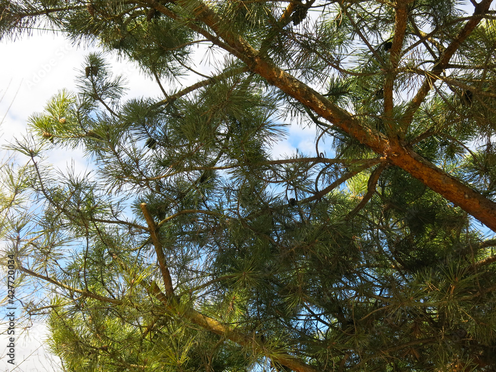 Fototapeta premium green branches of fluffy pine with cones in early spring against the sky
