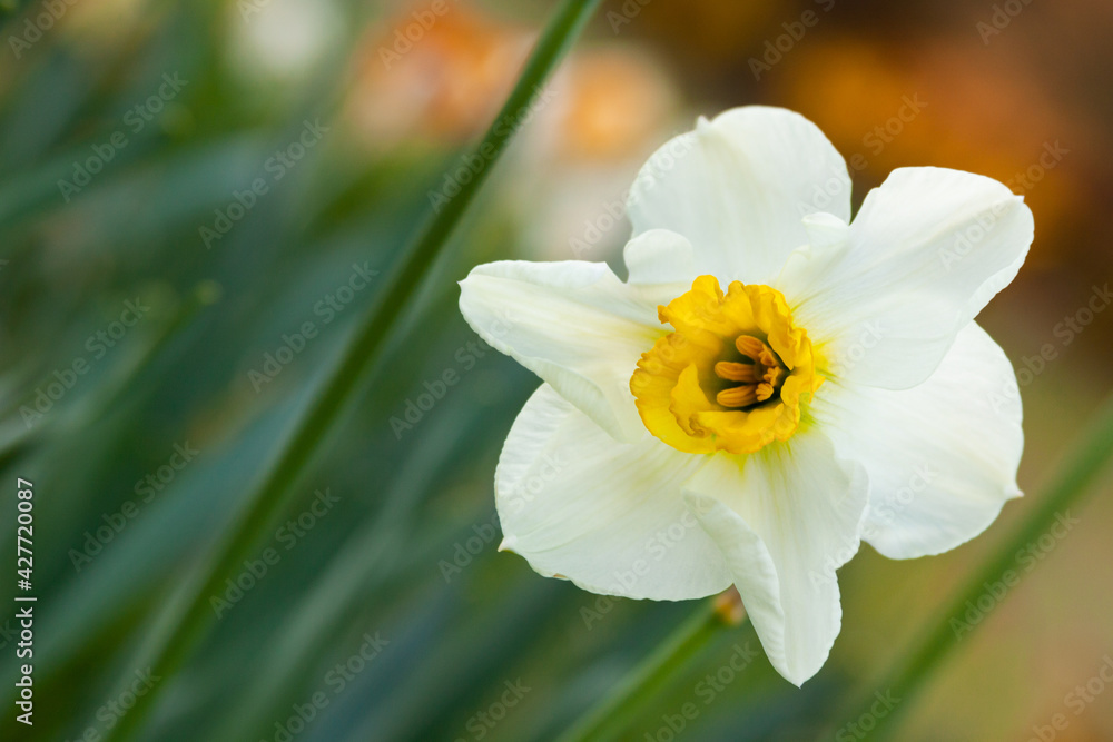 yellow daffodil flower yellow daffodil flower
