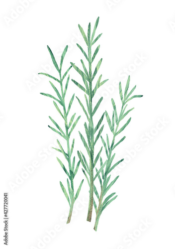 Rosemary hand drawn illustration, isolated on white background © ayaka daimon