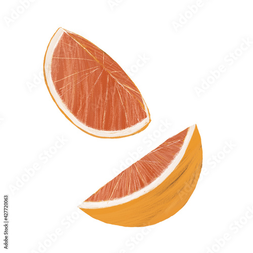 Blood orange hand drawn illustration, isolated on white background