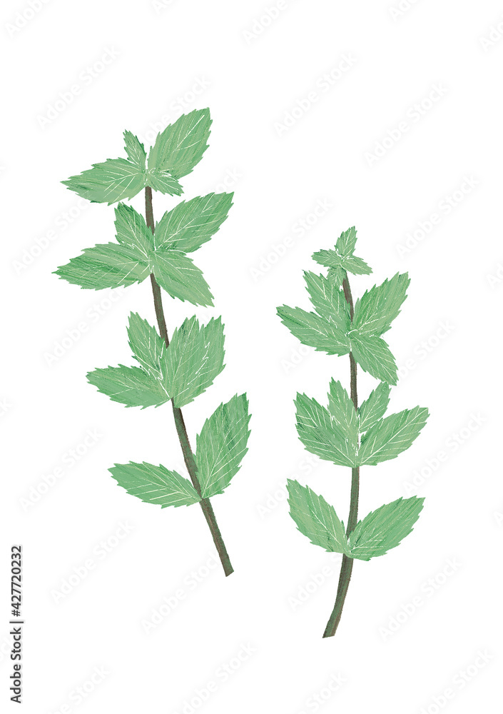 Spearmint hand drawn illustration, isolated on white background Spearmint hand drawn illustration, isolated on white background