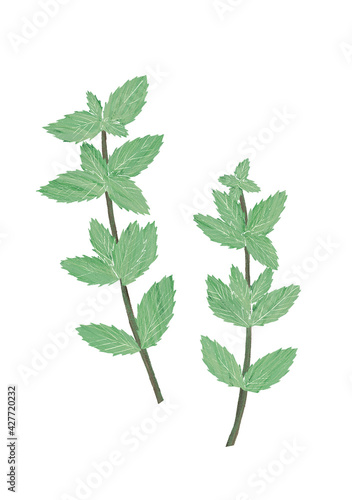 Spearmint hand drawn illustration  isolated on white background