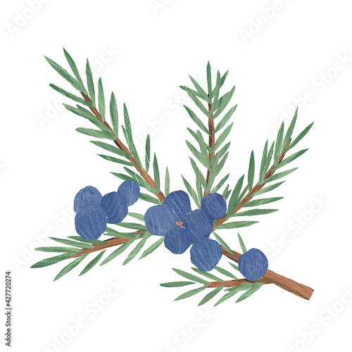 Juniper hand drawn illustration, isolated on white background