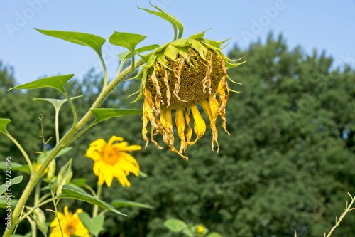 Sunflowers past its bloom with dried petals