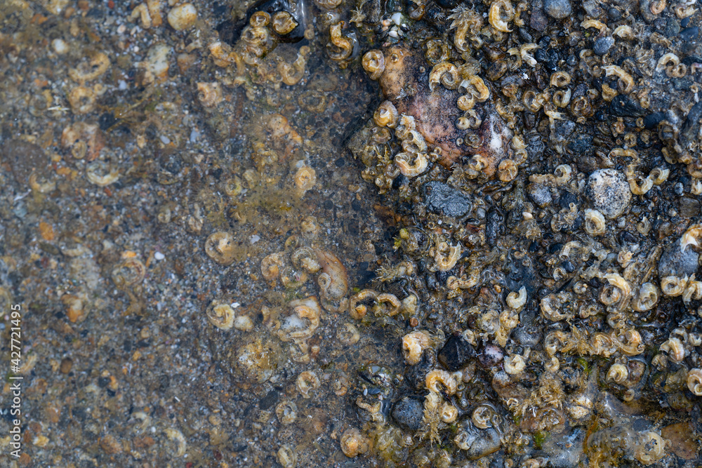 texture of stone texture of stone