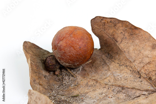 Oak apple or oak gall on a fallen dry leaf found in a forest in springtime isolated on white background. Tree infection. Closeup. photo