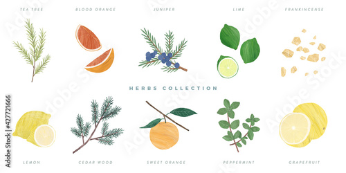 Set of hand drawn herbs illustration, isolated on white background - tea tree, blood orange, juniper, lime, frankincense, lemon, cedar wood, sweet orange, peppermint, grapefruit photo
