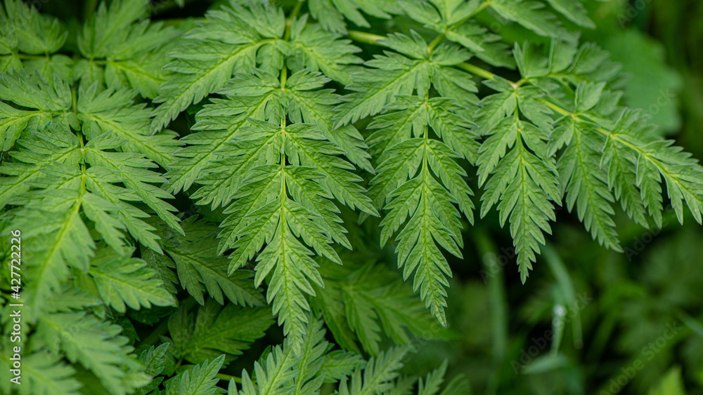 Green foliage of a plant on the background of the earth, close-up.