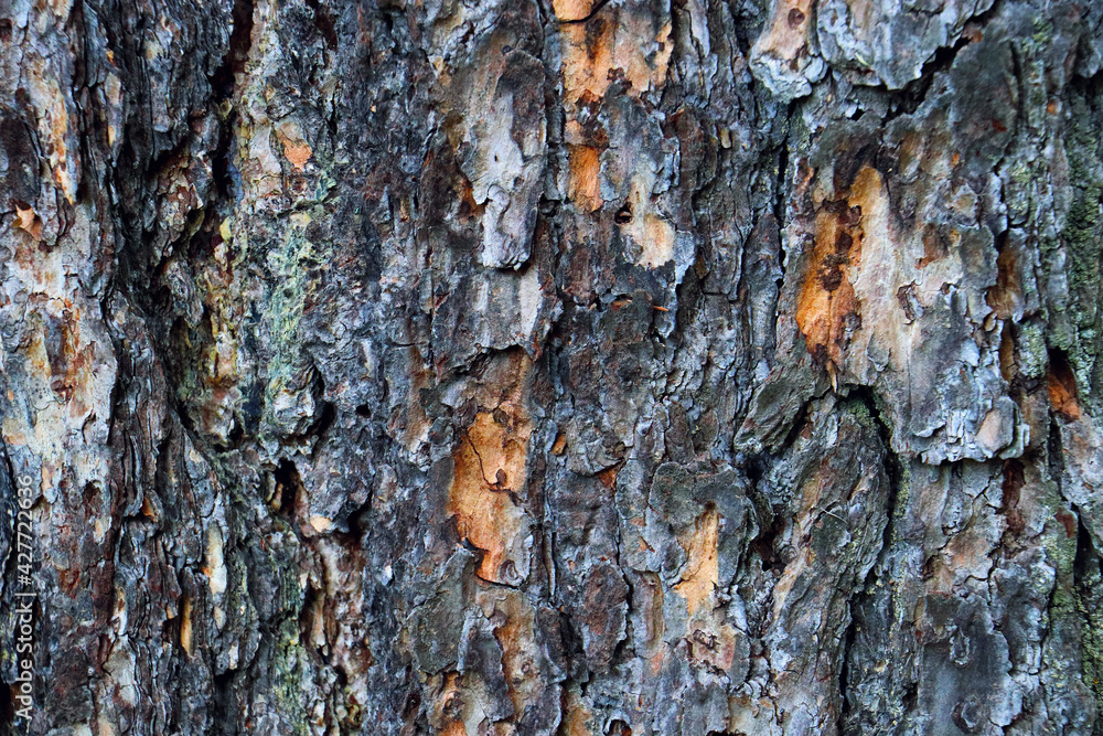 wood tree timber background texture structure backdrop wood tree timber background texture structure backdrop