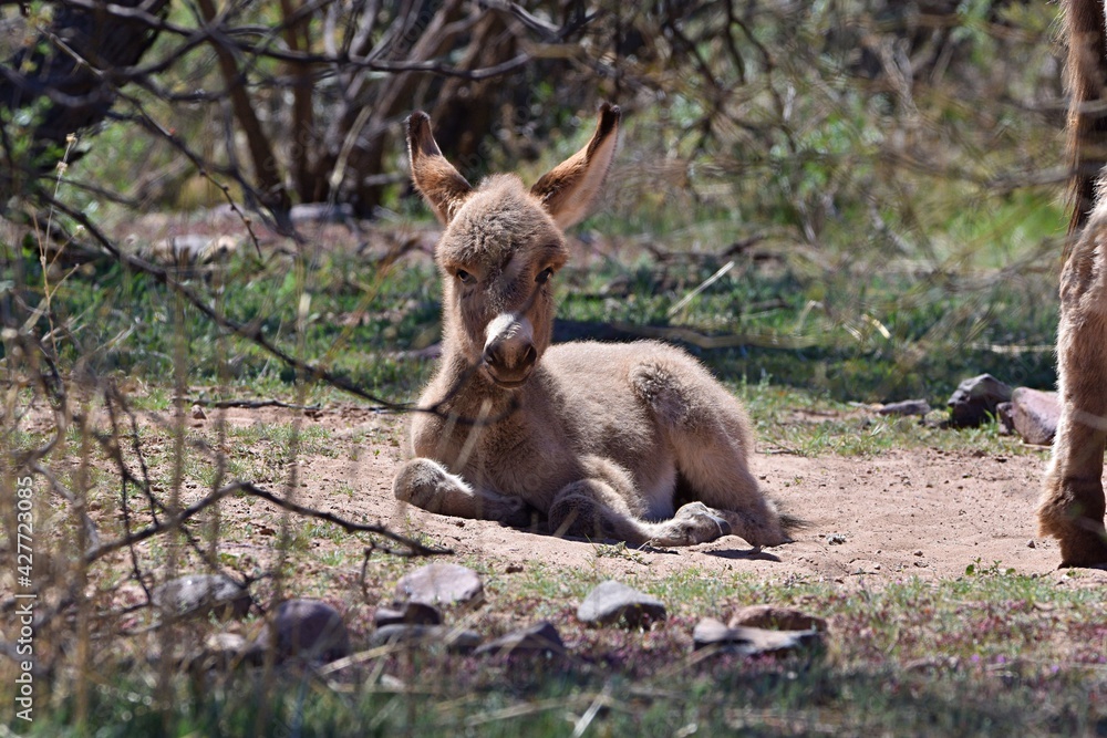 A wild baby burro lies in the Arizona desert.