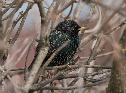 The starling on the branch