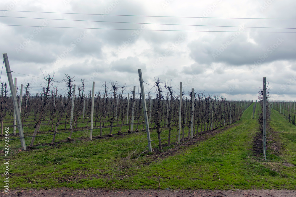 Obraz premium Apple orchard in early spring on a cloudy day
