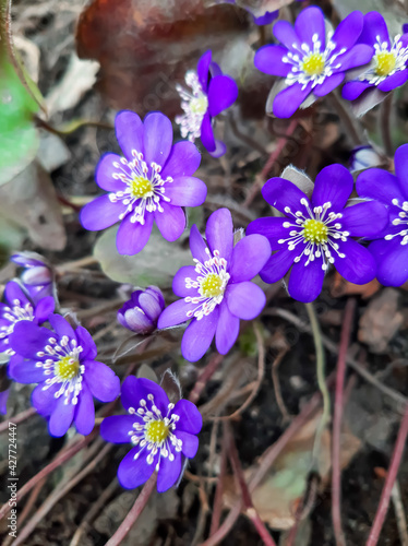 purple flowers in the garden