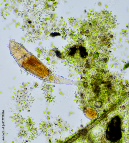Bdelloid rotifer