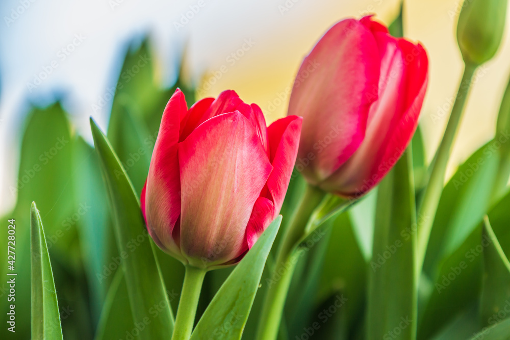 Details of two red tulips in spring. Garden plants in the sunshine. Flowers with textured petals in the front yard. Several flowers with green petals and flower stems Details of two red tulips in spring. Garden plants in the sunshine. Flowers with textured petals in the front yard. Several flowers with green petals and flower stems