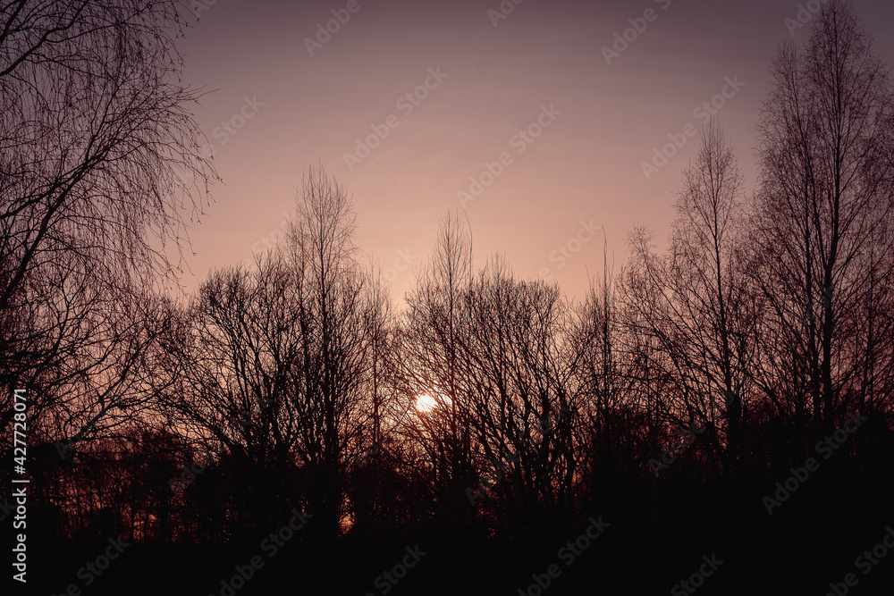 Fototapeta premium It's dark, trees and the sun is setting.