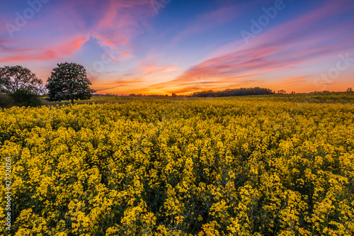 Sunset over a rapeseed field. Landscape in the evening with discolored sky and yellow flowers of the crop. Clouds in the sky. Single trees in the foreground and background