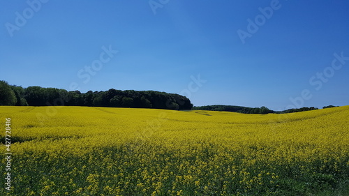 yellow rapeseed field close up