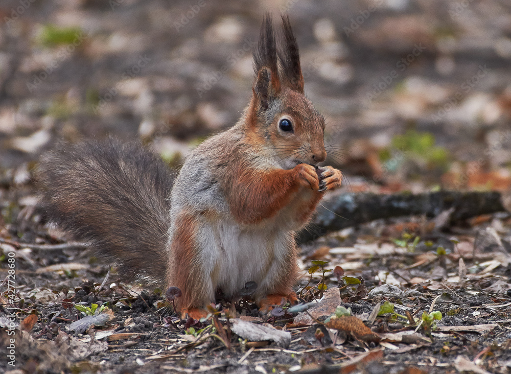 squirrel in the park squirrel in the park