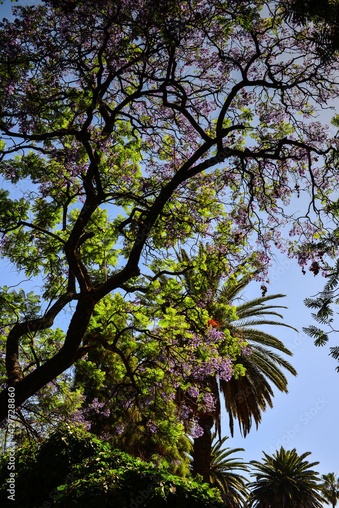 The varied flora of the Plaza 9 de Julio, the main square of the provincial capital of Salta, northwest Argentina The varied flora of the Plaza 9 de Julio, the main square of the provincial capital of Salta, northwest Argentina