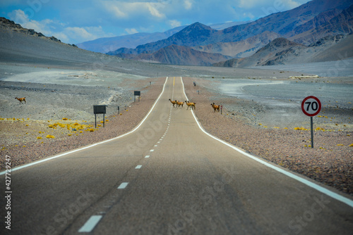 Vicuñas crossing the scenic road through the puna to the Paso de San Francisco mountain pass, Catamarca Province, Argentina photo