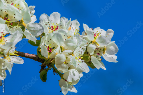 Branch with many apple blossoms in spring against blue sky. Blossom from the fruit tree in the sunshine. Apple tree with at open white blossom with reddish pistils, green flower stems and green leaves