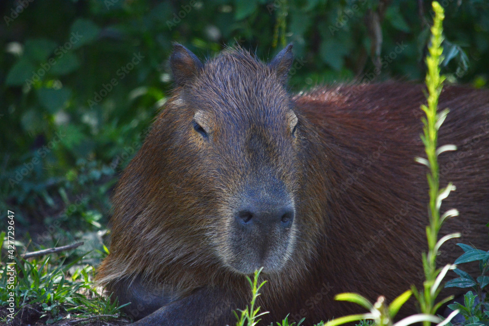 Fototapeta premium Capybara close-up
