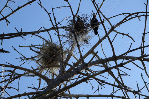 Netherlands. Aalscholvers in Woodland Solleveld in The Hague  photo